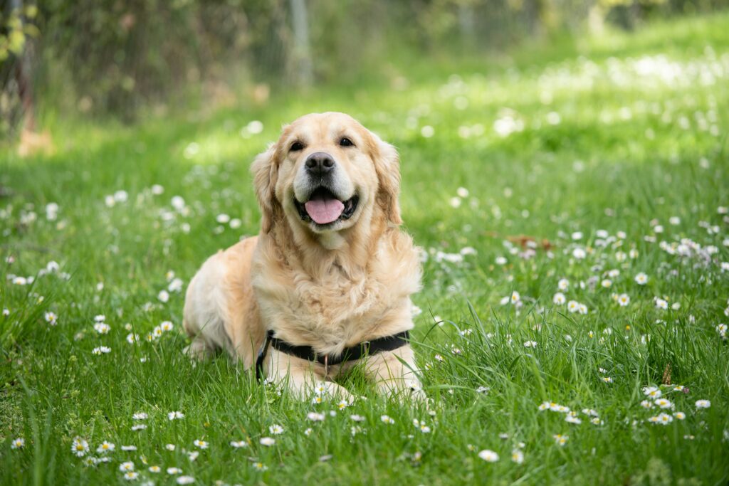 Golden Retriever auf einer gr&uuml;nen Wiese mit Blumen